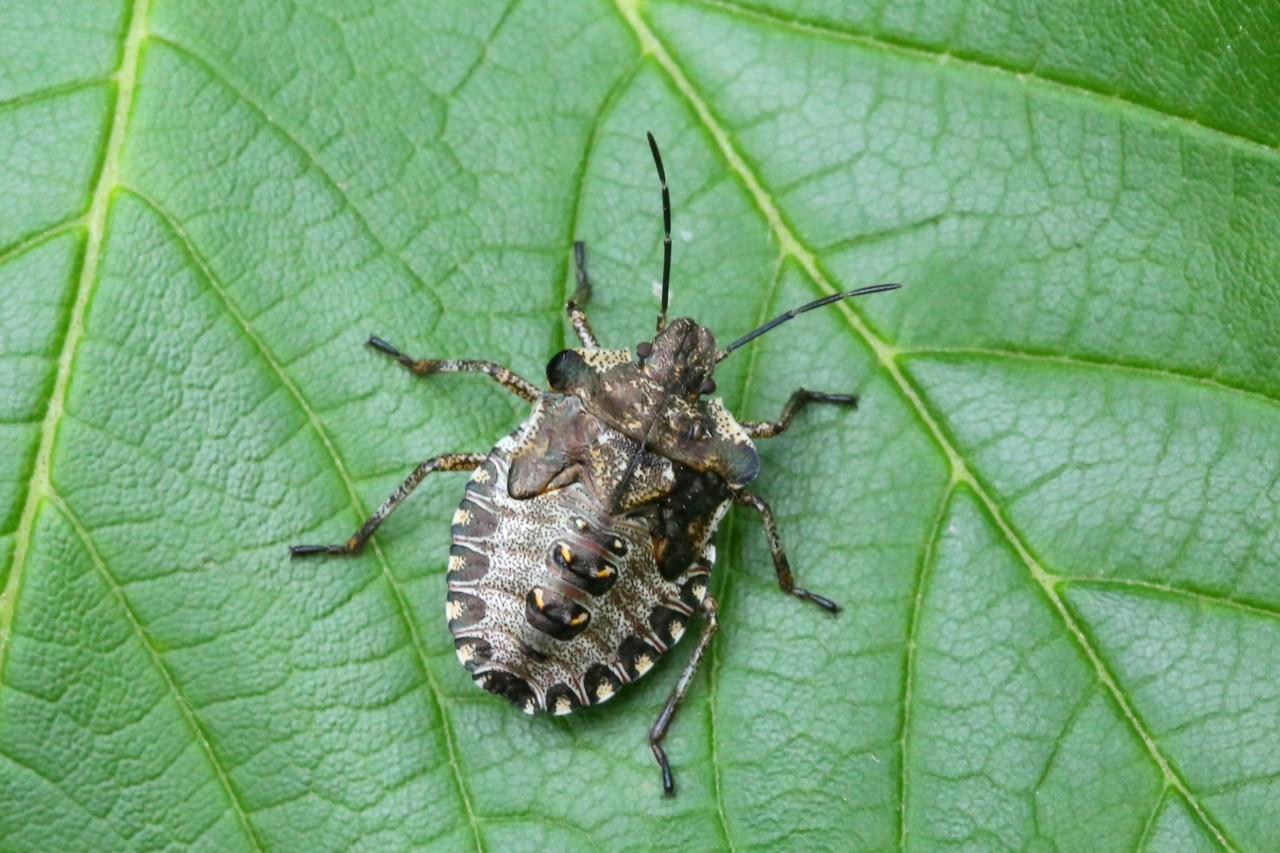 Pentatoma rufipes (Linnaeus, 1758) - Punaise à pattes rousses (juvénile)