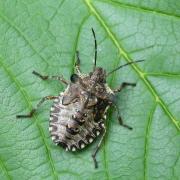 Pentatoma rufipes (Linnaeus, 1758) - Punaise à pattes rousses (juvénile)