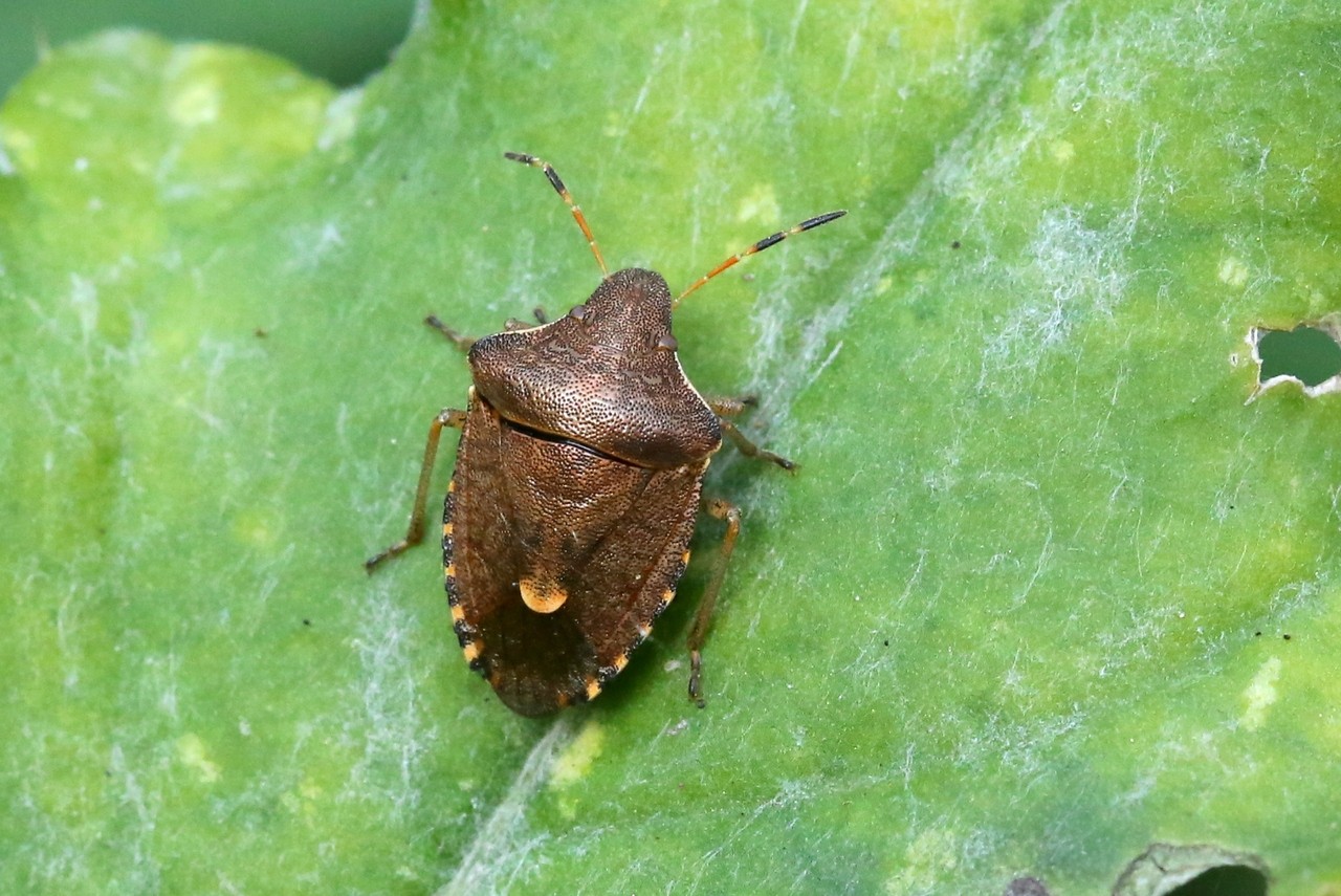 Peribalus strictus vernalis (Wolff, 1804)