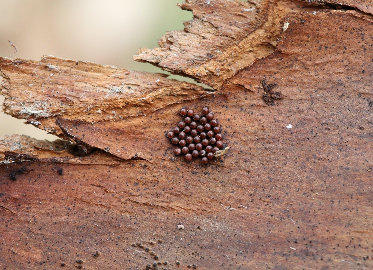 Picromerus bidens (Linnaeus, 1758) - Punaise épineuse (ponte)