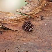 Picromerus bidens (Linnaeus, 1758) - Punaise épineuse (ponte)