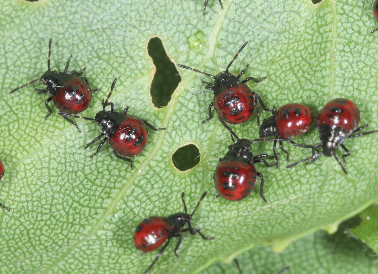 Picromerus bidens (Linnaeus, 1758) - Punaise épineuse (larves J17)