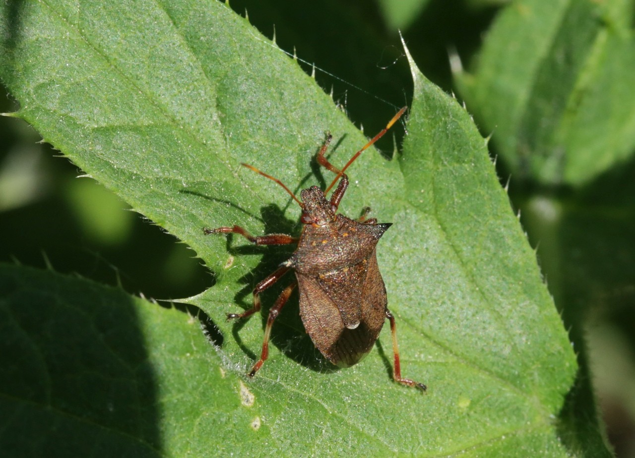 Picromerus bidens (Linnaeus, 1758) - Punaise épineuse (imago J49)