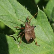 Picromerus bidens (Linnaeus, 1758) - Punaise épineuse (imago J49)