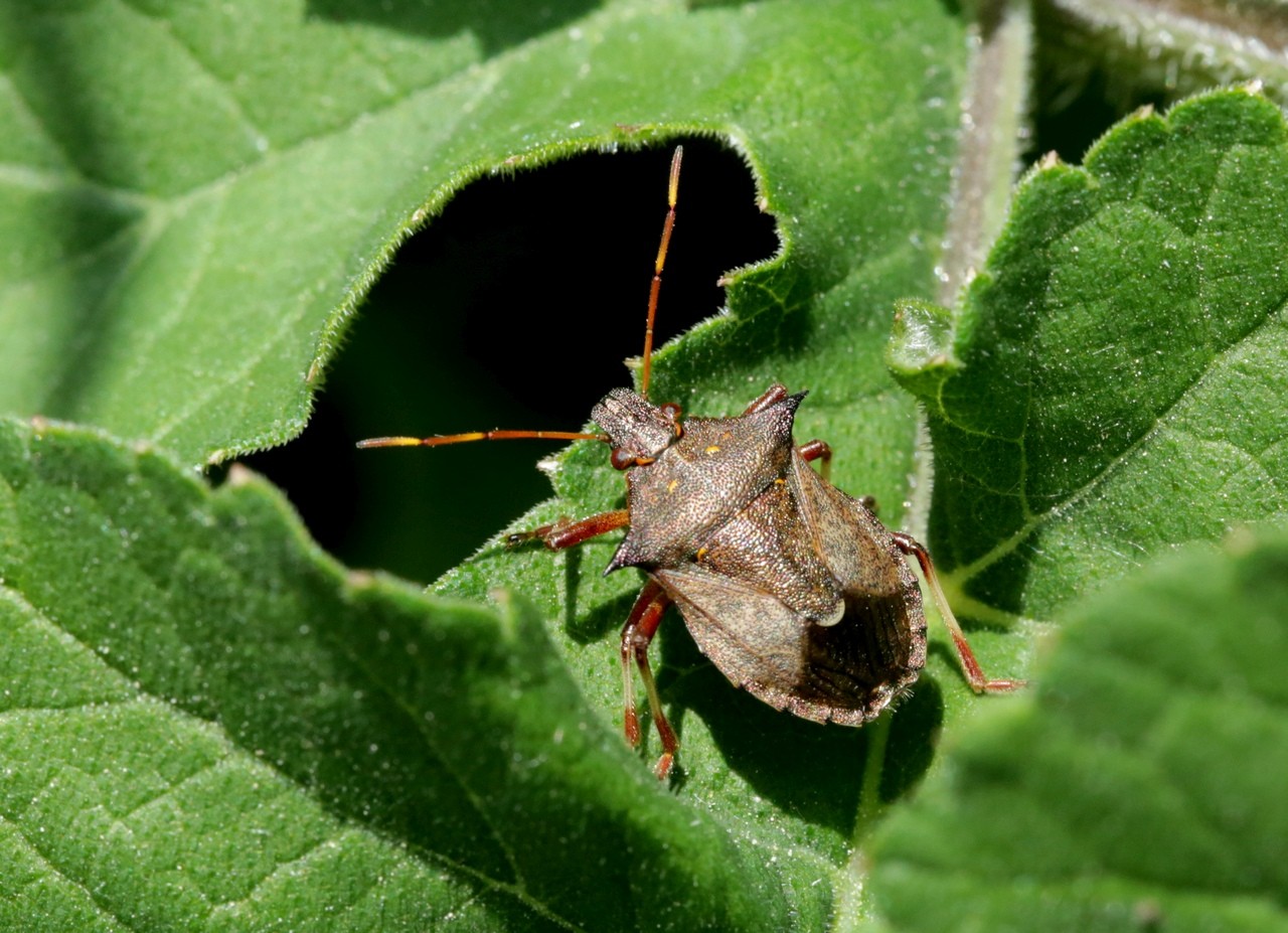 Picromerus bidens (Linnaeus, 1758) - Punaise épineuse (imago J50)