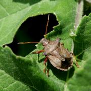 Picromerus bidens (Linnaeus, 1758) - Punaise épineuse (imago J50)