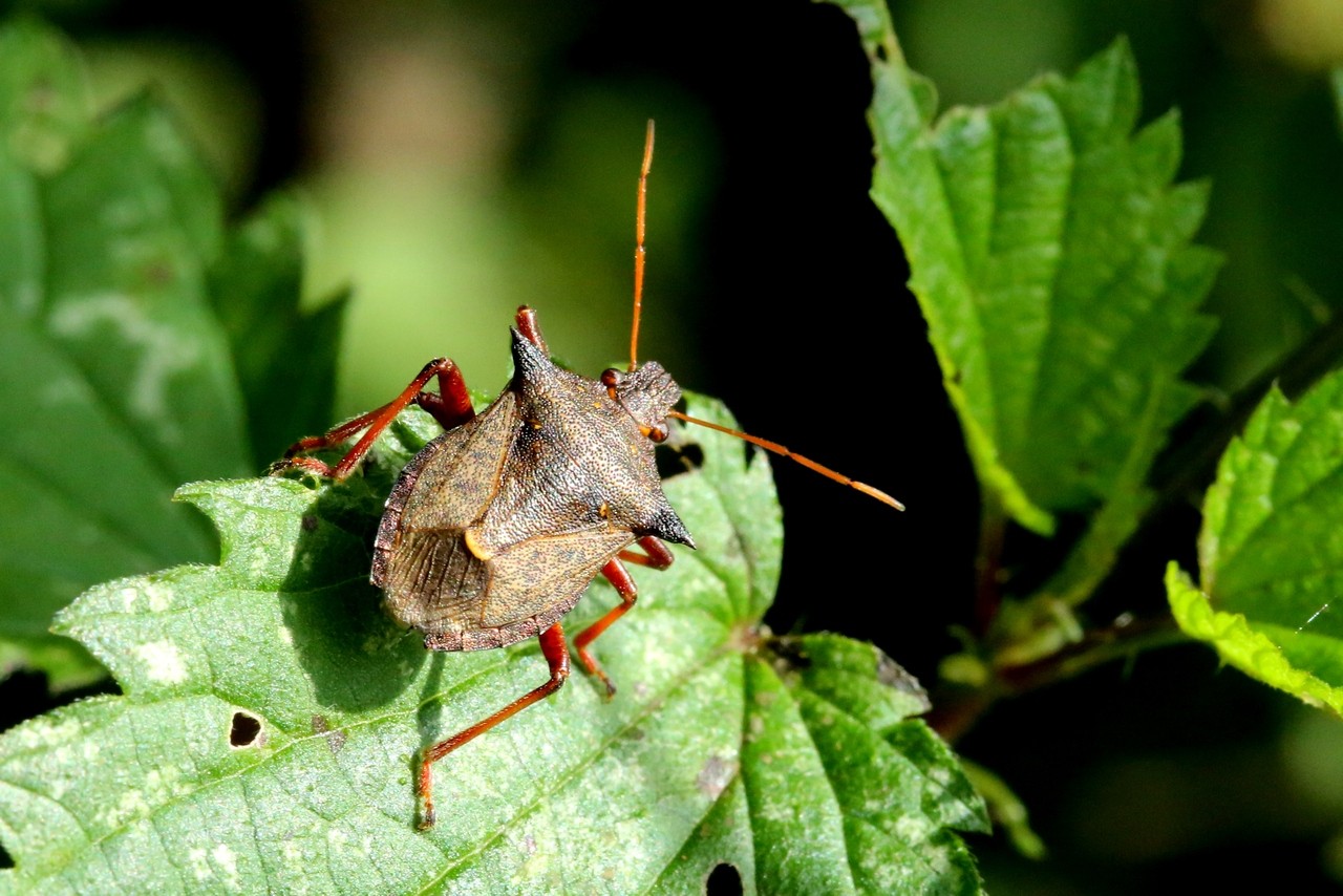 Picromerus bidens (Linnaeus, 1758) - Punaise épineuse