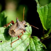 Picromerus bidens (Linnaeus, 1758) - Punaise épineuse