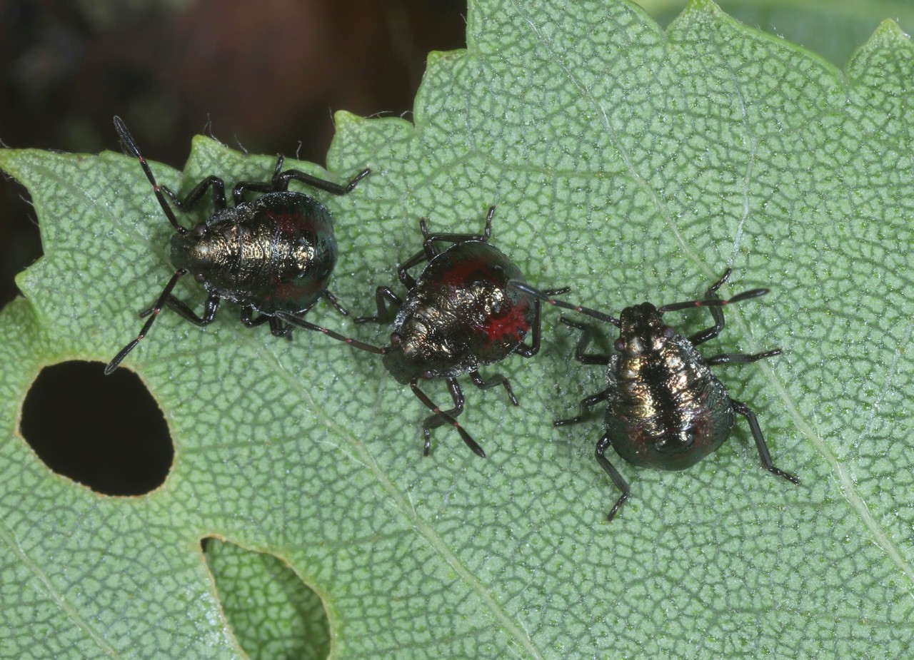 Picromerus bidens (Linnaeus, 1758) - Punaise épineuse (larves stade III - J24)