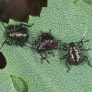 Picromerus bidens (Linnaeus, 1758) - Punaise épineuse (larves stade III - J24)