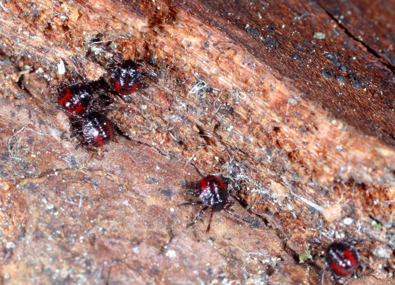 Picromerus bidens (Linnaeus, 1758) - Punaise épineuse (larves J2)