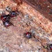 Picromerus bidens (Linnaeus, 1758) - Punaise épineuse (larves J2)