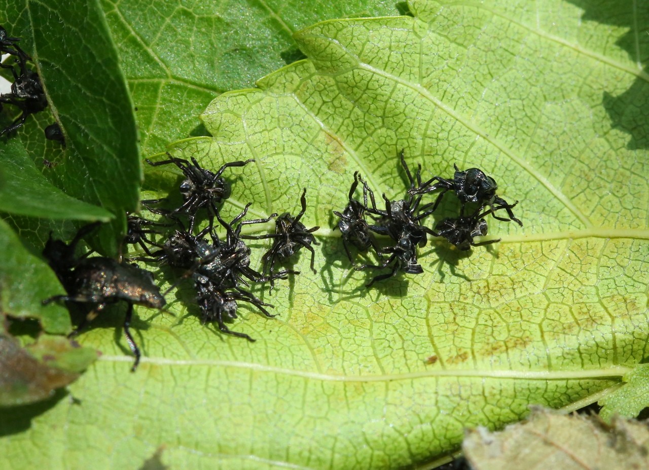 Picromerus bidens (Linnaeus, 1758) - Punaise épineuse (exuvies - J33)