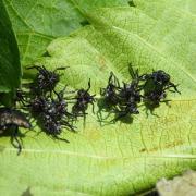 Picromerus bidens (Linnaeus, 1758) - Punaise épineuse (exuvies - J33)