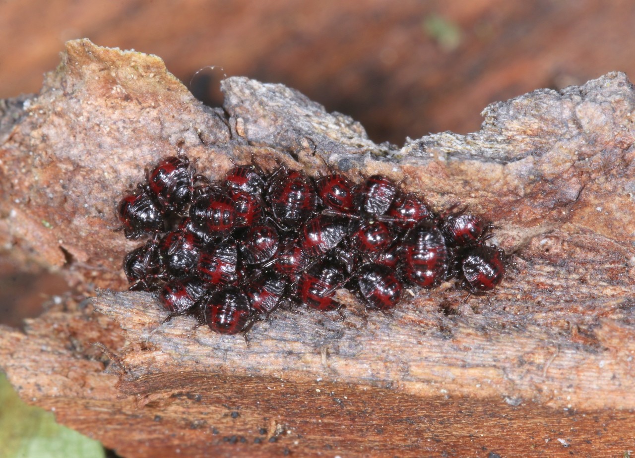 Picromerus bidens (Linnaeus, 1758) - Punaise épineuse (larves J9)