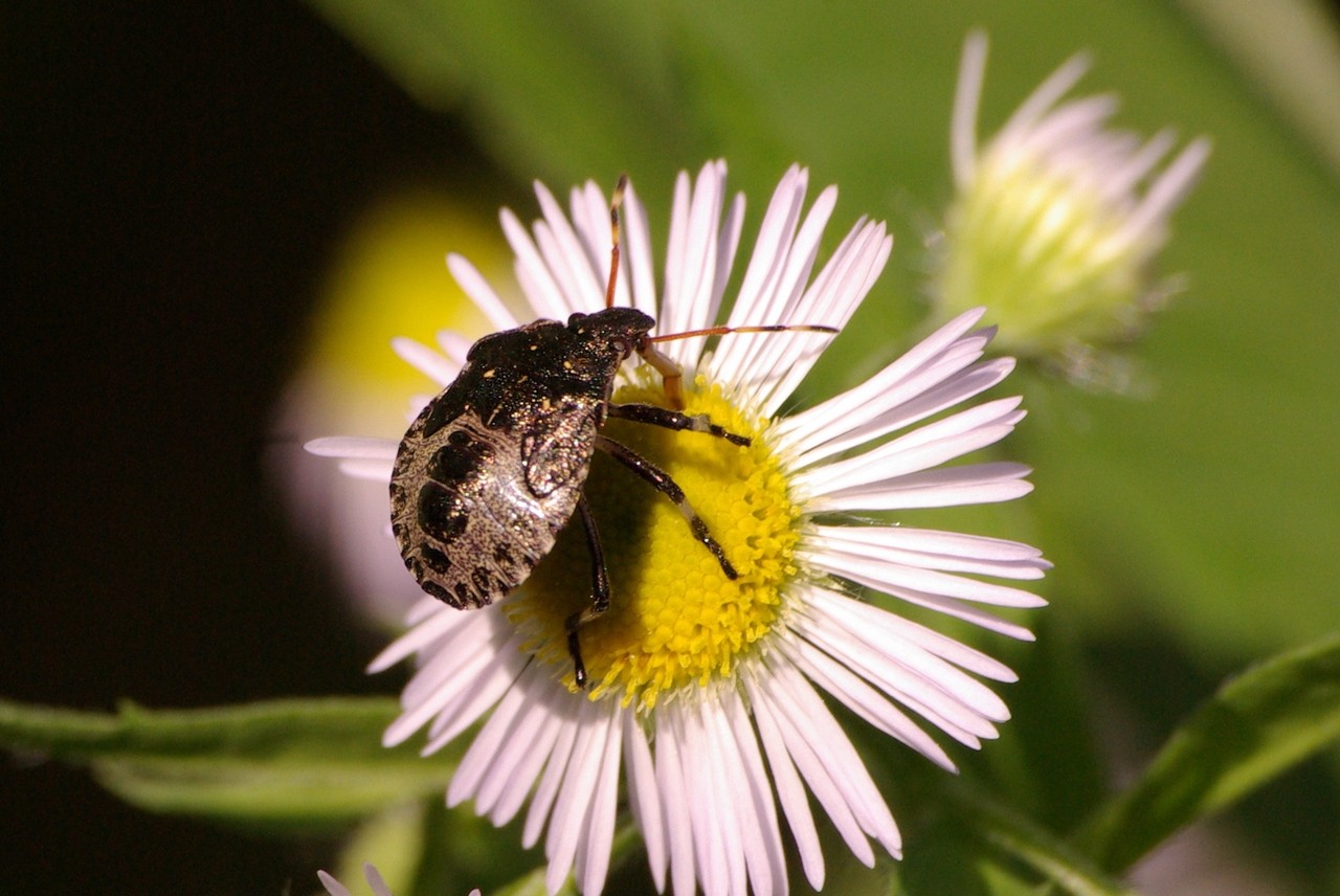 Picromerus bidens (Linnaeus, 1758) - Punaise épineuse (larve stade V)