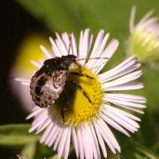 Picromerus bidens (Linnaeus, 1758) - Punaise épineuse (larve stade V)