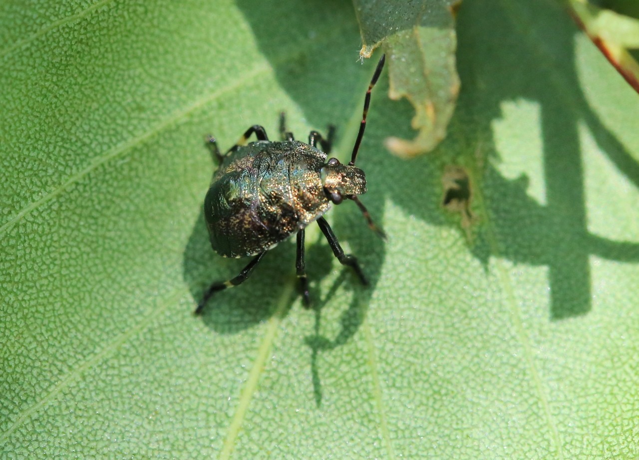 Picromerus bidens (Linnaeus, 1758) - Punaise épineuse (larve stade IV - J33)