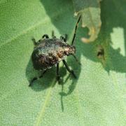 Picromerus bidens (Linnaeus, 1758) - Punaise épineuse (larve stade IV - J33)