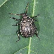 Picromerus bidens (Linnaeus, 1758) - Punaise épineuse (larve stade V - J40)