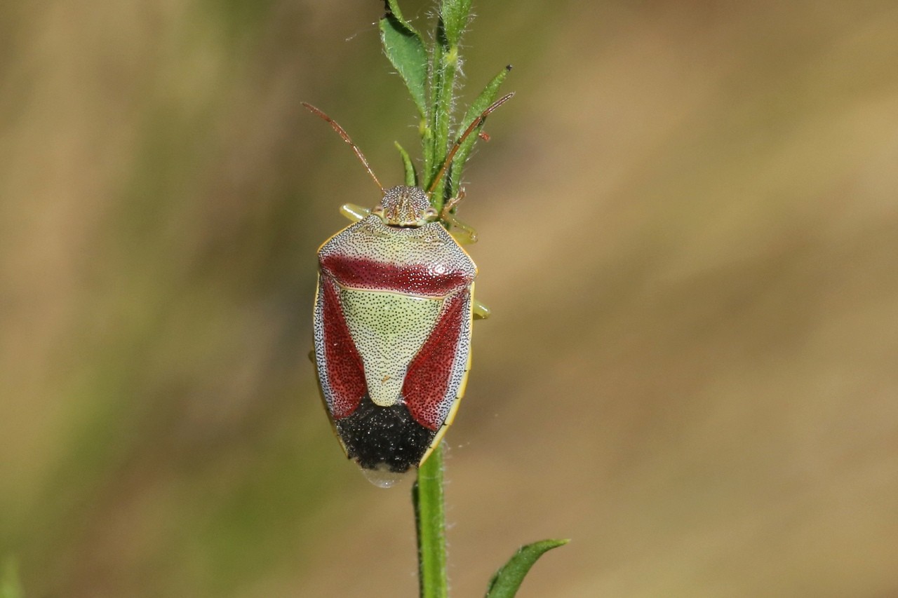 Piezodorus lituratus  (Fabricius, 1794) - Punaise des Genêts