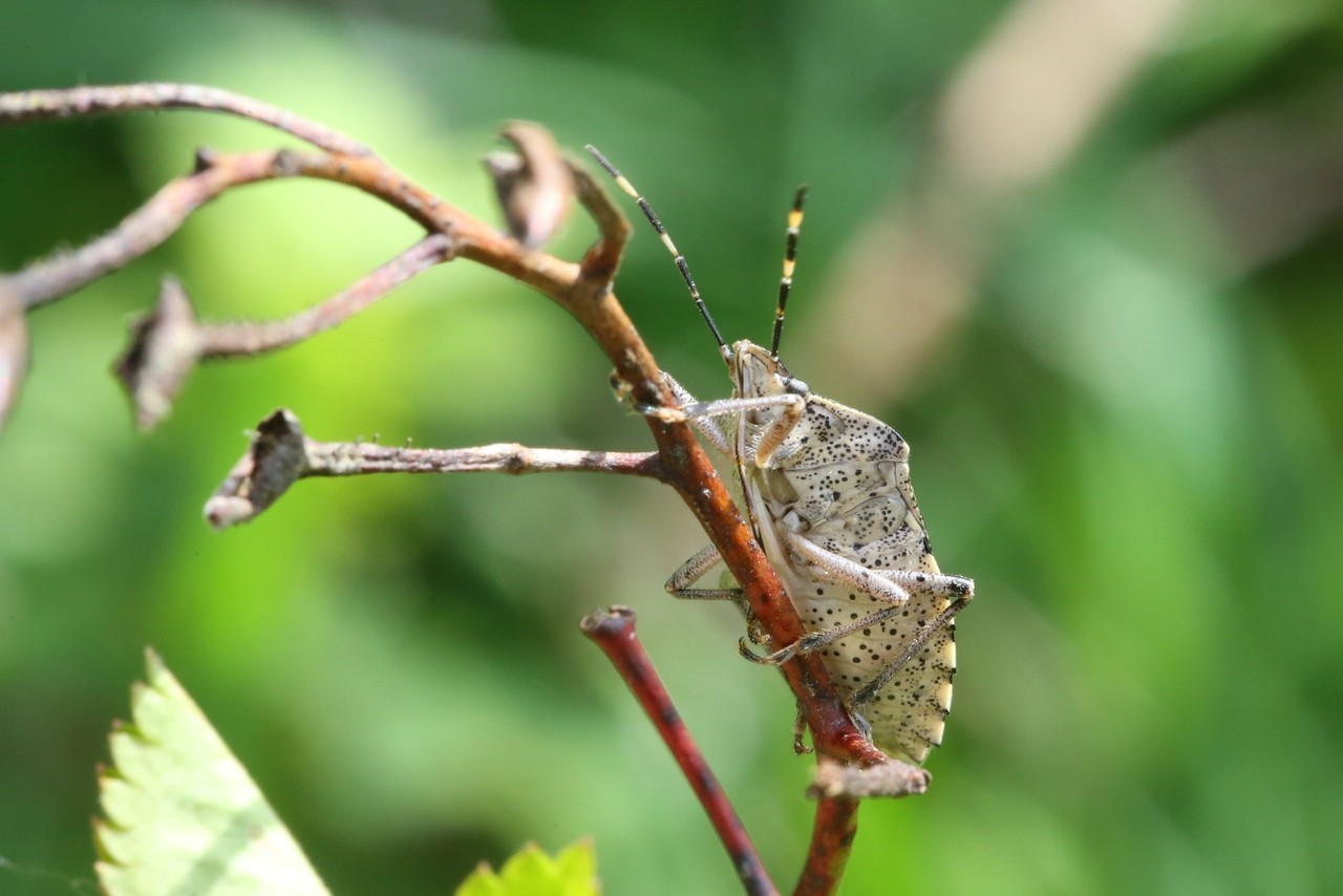 Rhaphigaster nebulosa (Poda, 1761) - Punaise nébuleuse 