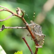 Rhaphigaster nebulosa (Poda, 1761) - Punaise nébuleuse 