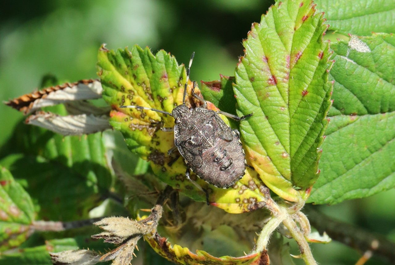 Rhaphigaster nebulosa (Poda, 1761) - Punaise nébuleuse (larve)