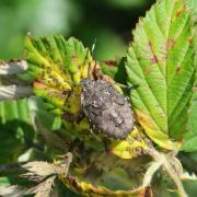 Rhaphigaster nebulosa (Poda, 1761) - Punaise nébuleuse (larve)