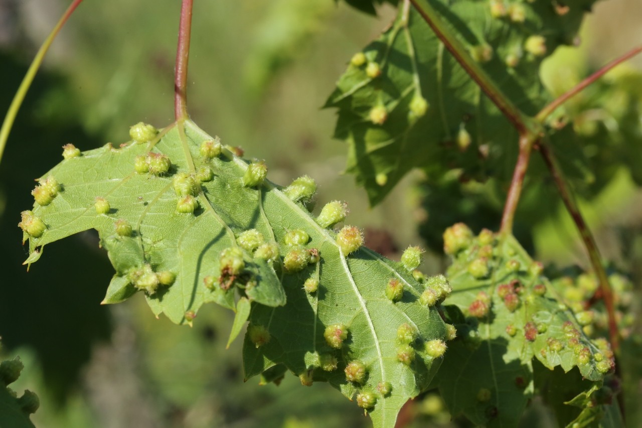 Daktulosphaira vitifoliae  (Fitch, 1855) - Phylloxera de la Vigne