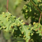 Daktulosphaira vitifoliae  (Fitch, 1855) - Phylloxera de la Vigne