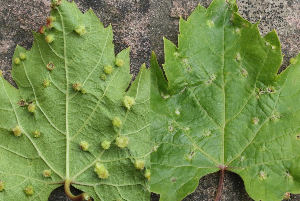 Daktulosphaira vitifoliae  (Fitch, 1855) - Phylloxera de la Vigne 