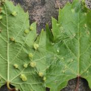 Daktulosphaira vitifoliae  (Fitch, 1855) - Phylloxera de la Vigne 