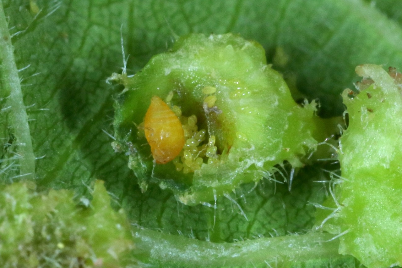 Daktulosphaira vitifoliae  (Fitch, 1855) - Phylloxera de la Vigne (femelle)