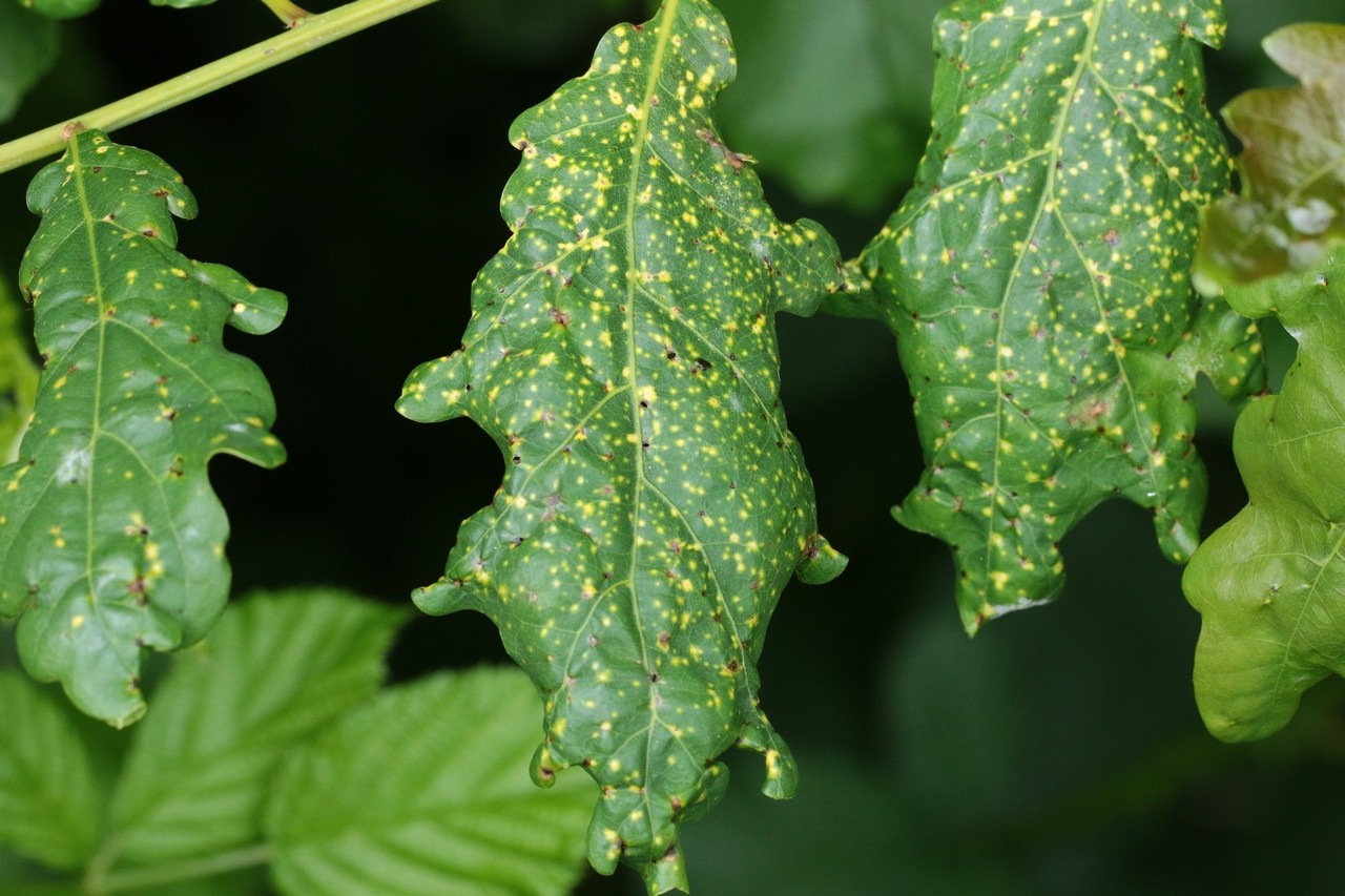 Phylloxera glabra (von Heyden, 1837) - Phylloxère du Chêne