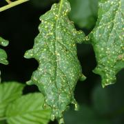 Phylloxera glabra (von Heyden, 1837) - Phylloxère du Chêne