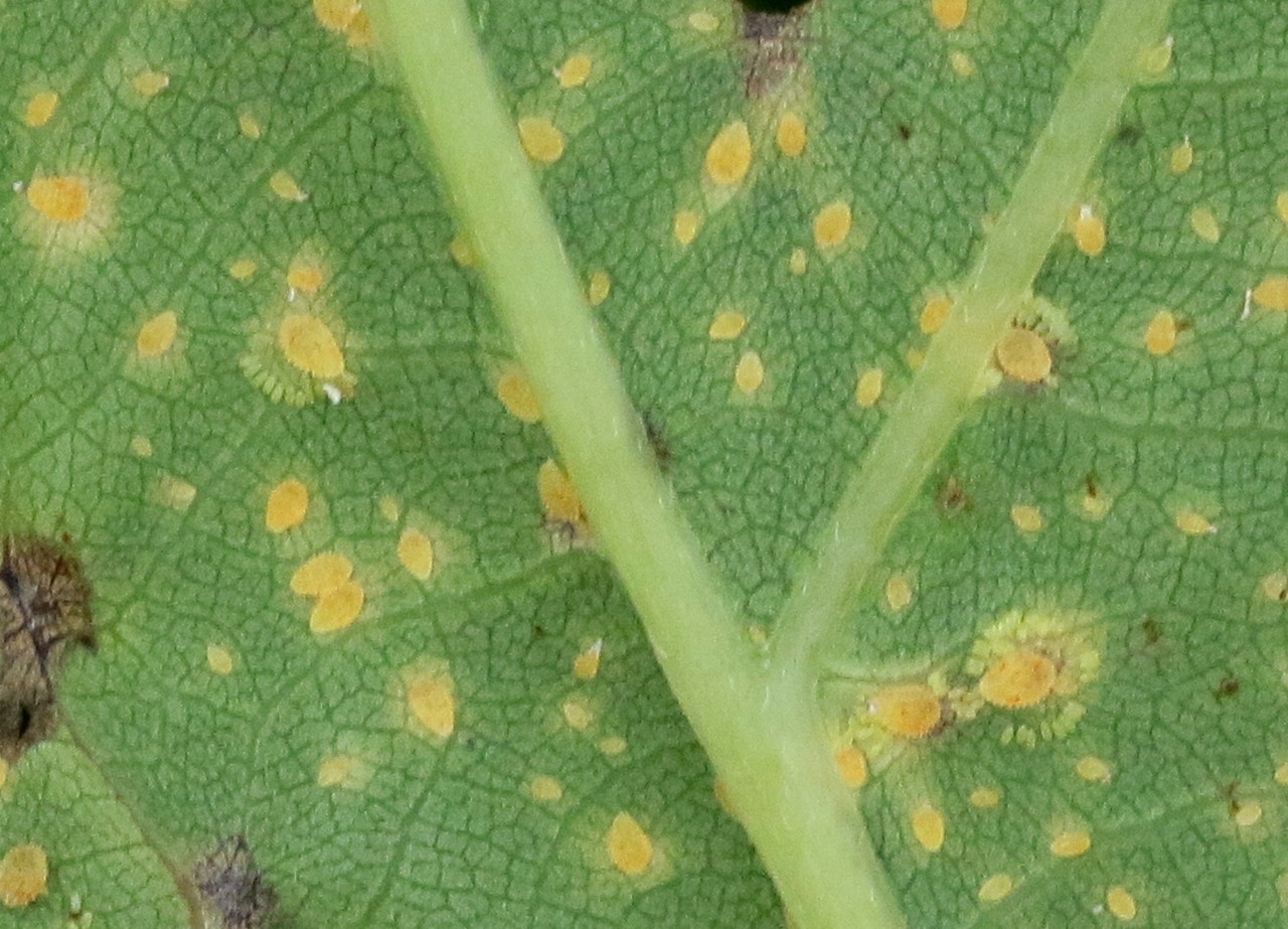 Phylloxera glabra (von Heyden, 1837) - Phylloxère du Chêne (femelles et oeufs)