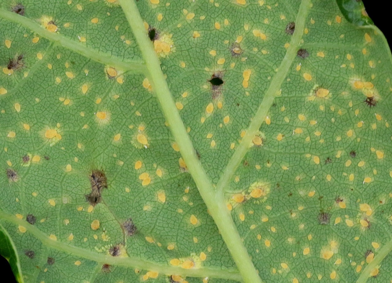 Phylloxera glabra (von Heyden, 1837) - Phylloxère du Chêne (pucerons)