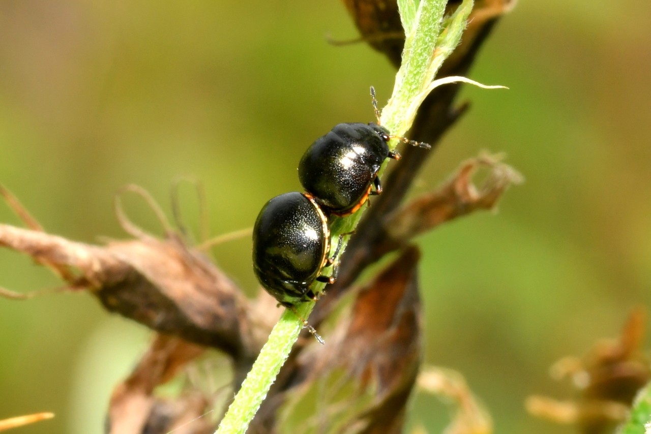 Coptosoma scutellatum (Geoffroy, 1785) - Punaise cuirasse