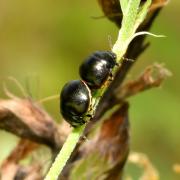 Coptosoma scutellatum (Geoffroy, 1785) - Punaise cuirasse