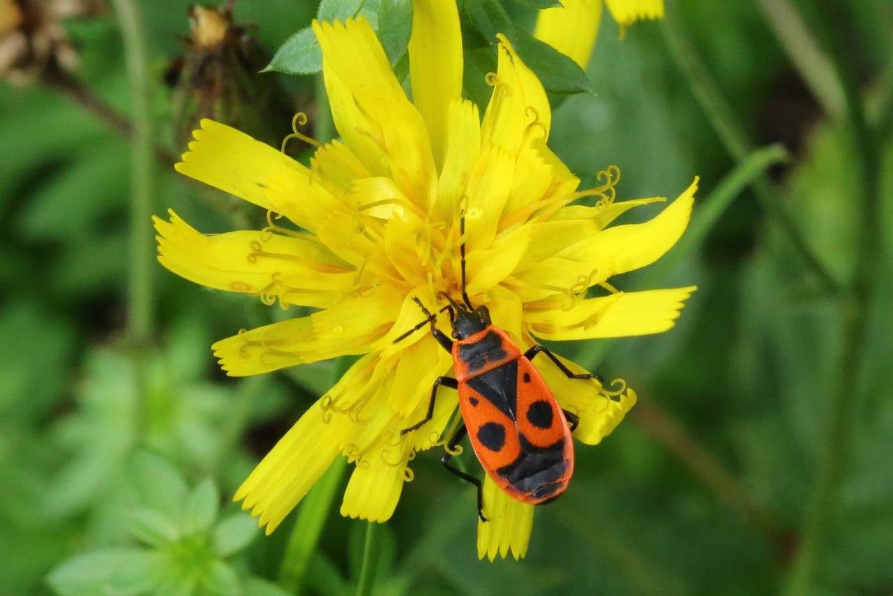 Pyrrhocoris apterus (Linnaeus, 1758) - Gendarme, Soldat, Suisse