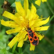 Pyrrhocoris apterus (Linnaeus, 1758) - Gendarme, Soldat, Suisse