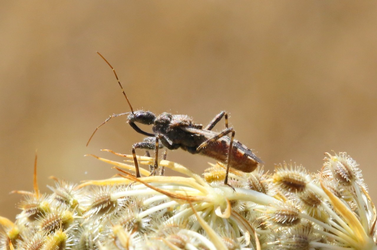 Coranus griseus (Rossi, 1790)