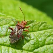 Rhopalus subrufus (Gmelin, 1790)