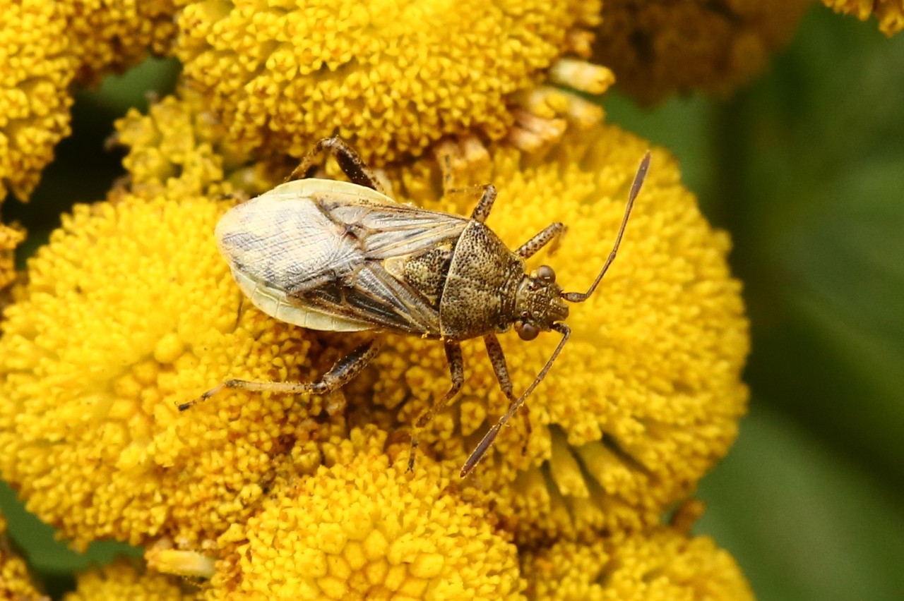 Stictopleurus punctatonervosus (Goeze, 1778) (femelle)