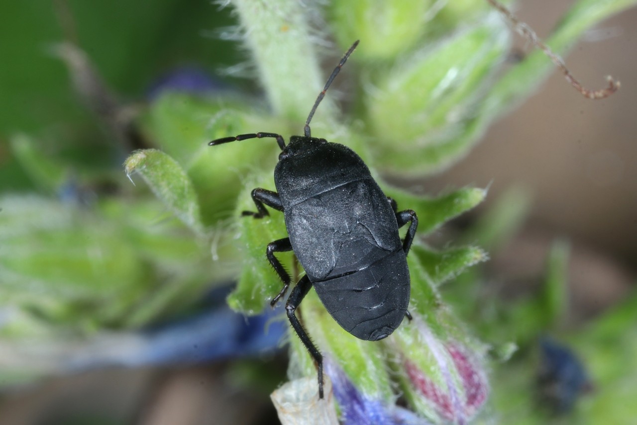 Aellopus atratus (Goeze, 1778) (larve)