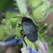 Aellopus atratus (Goeze, 1778) (larve)