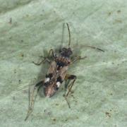 Beosus maritimus (Scopoli, 1763) 