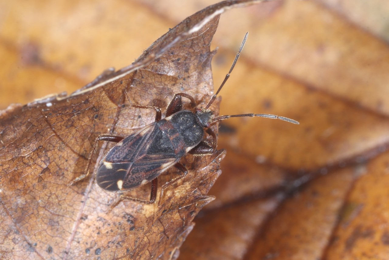 Eremocoris podagricus (Fabricius, 1775)