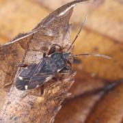 Eremocoris podagricus (Fabricius, 1775)